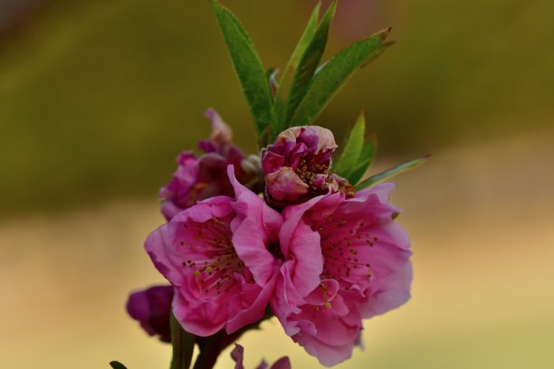 油桃 桃子 桃花