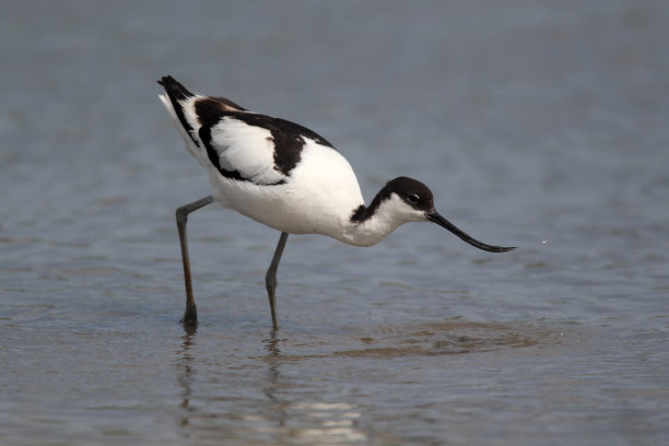 avocet