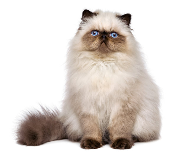 波斯猫