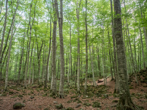 山毛榉树