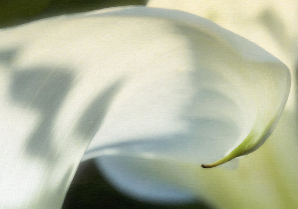 araceae