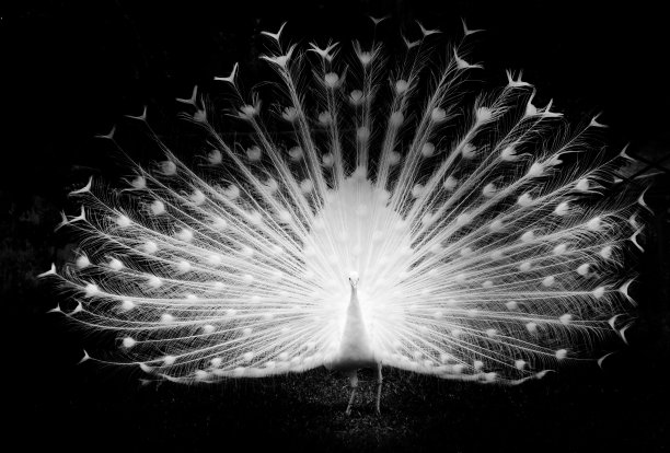 peacock