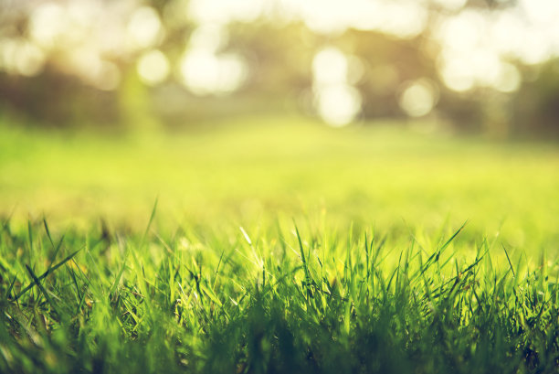 grass