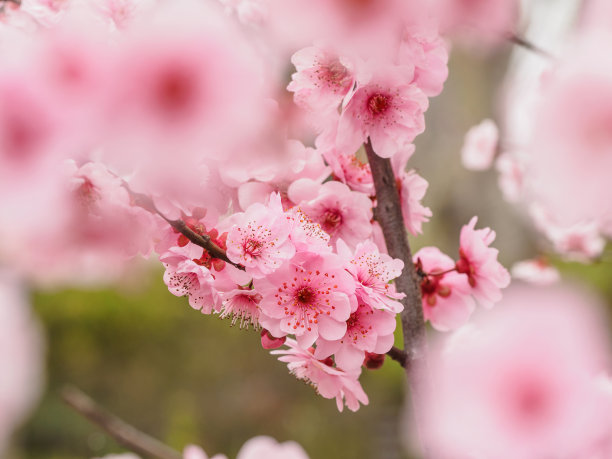 桃花