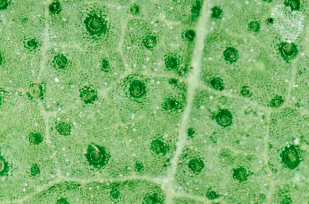 cell
