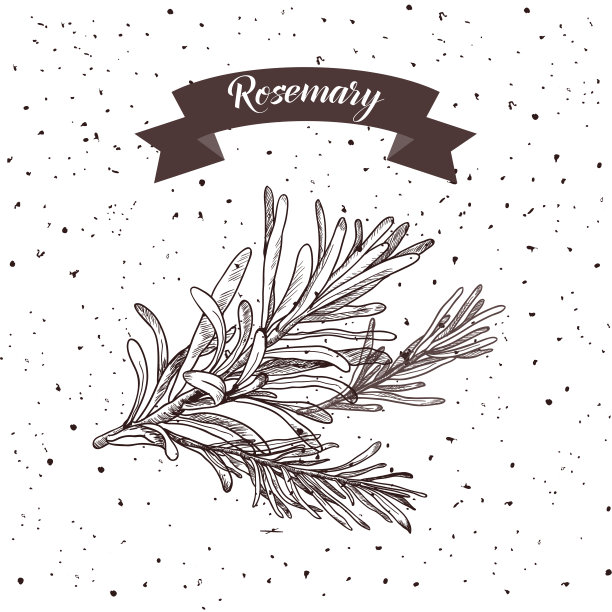 rosemary
