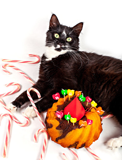 生日小猫派对可爱庆祝蛋糕形象