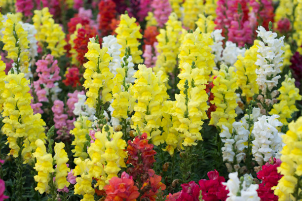 snapdragon