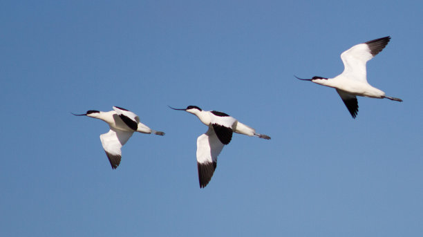 avocet
