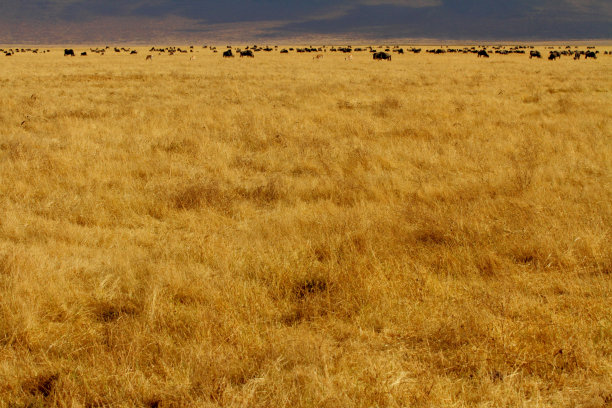 ngorongoro