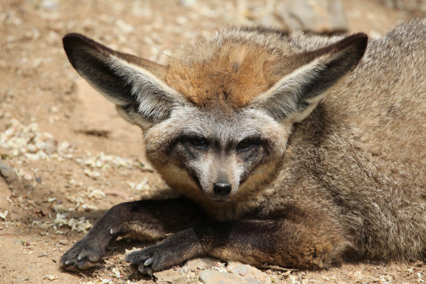 otocyon