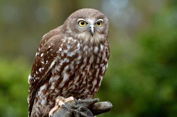 bubo