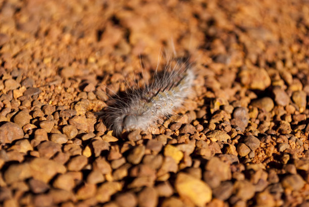 katatjuta