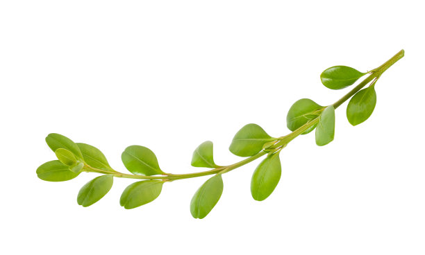 twig