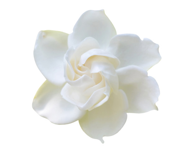 jasmine
