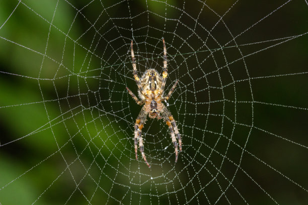araneae