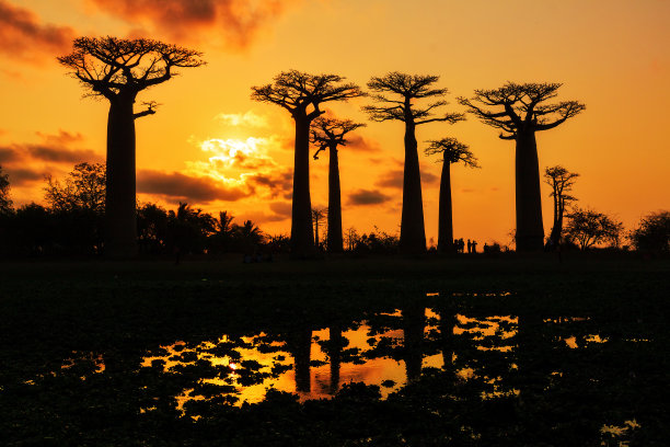 baobab