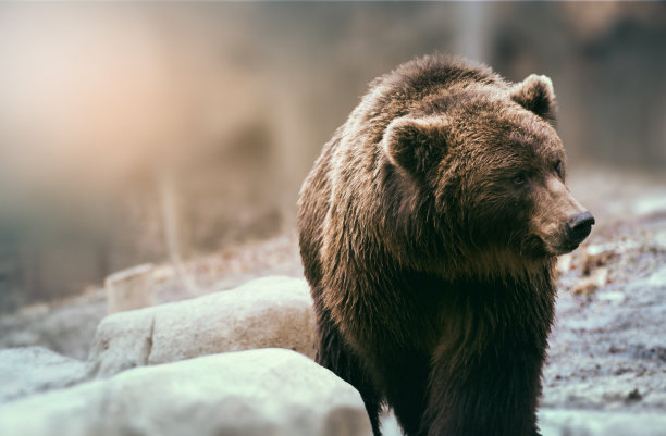 ursus
