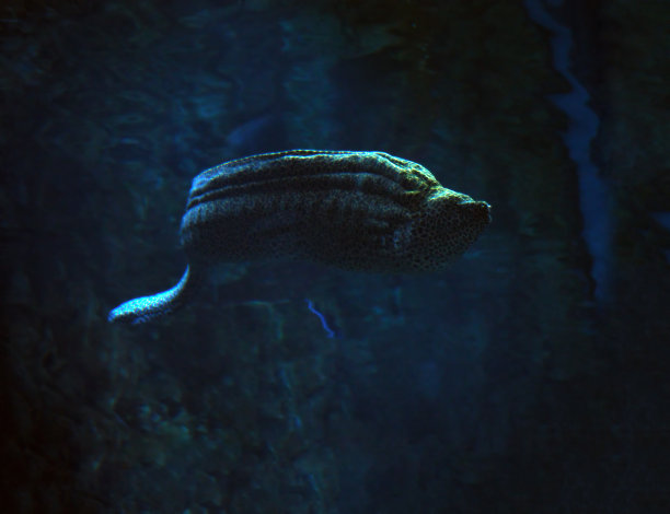 moray