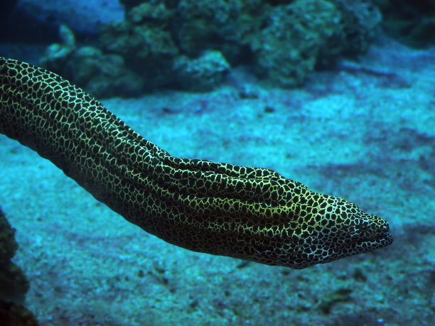 moray