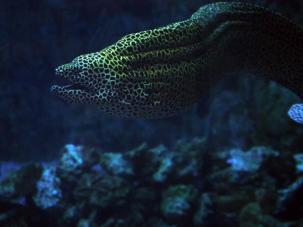 moray