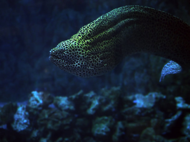 moray