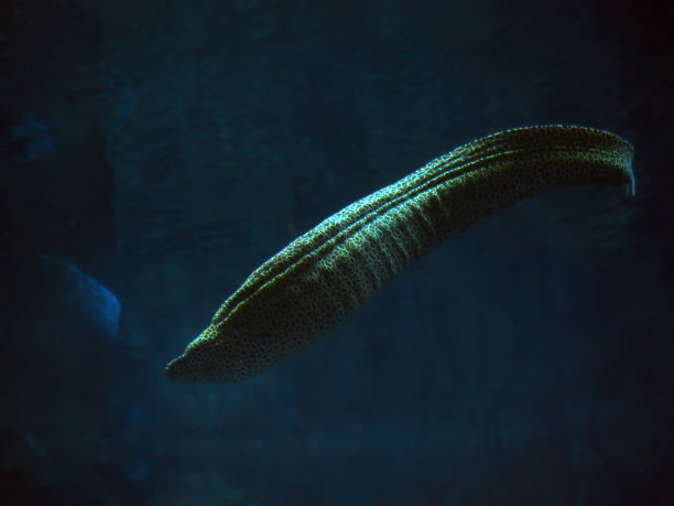 moray