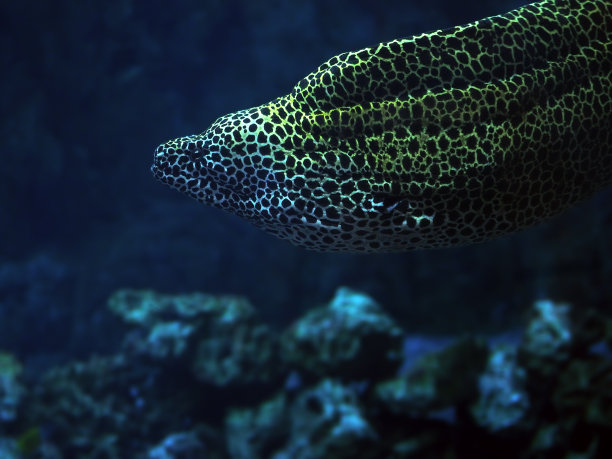 moray