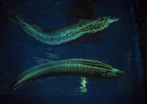moray