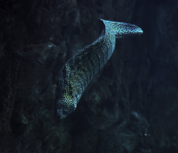 moray