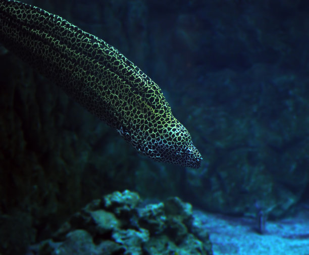 moray