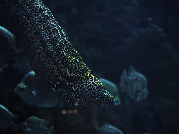 moray