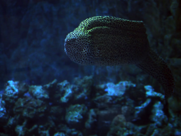 moray