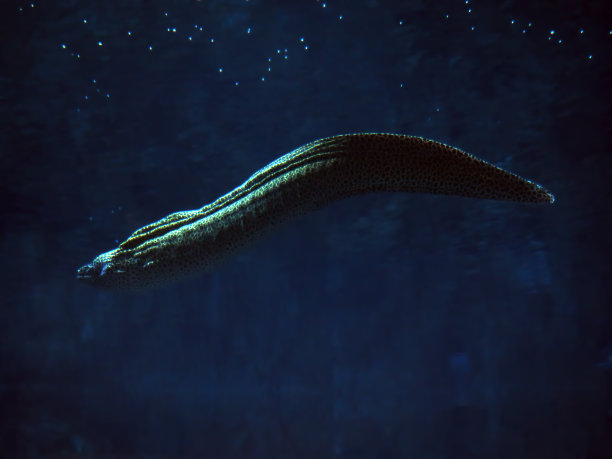 moray