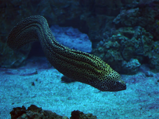 moray
