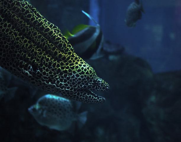 moray