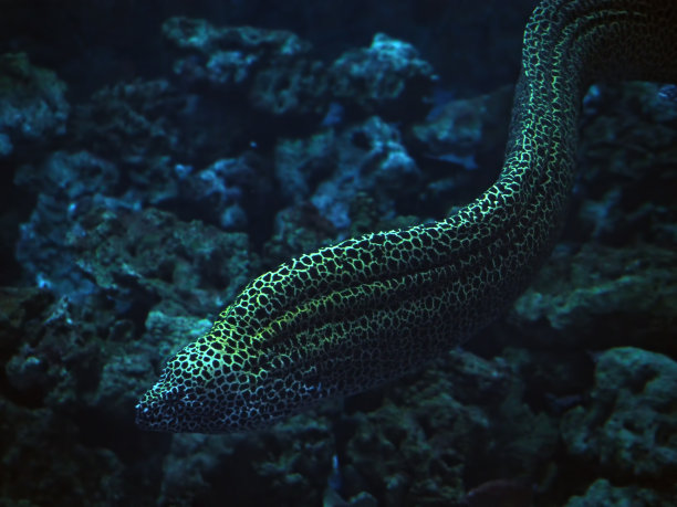 moray