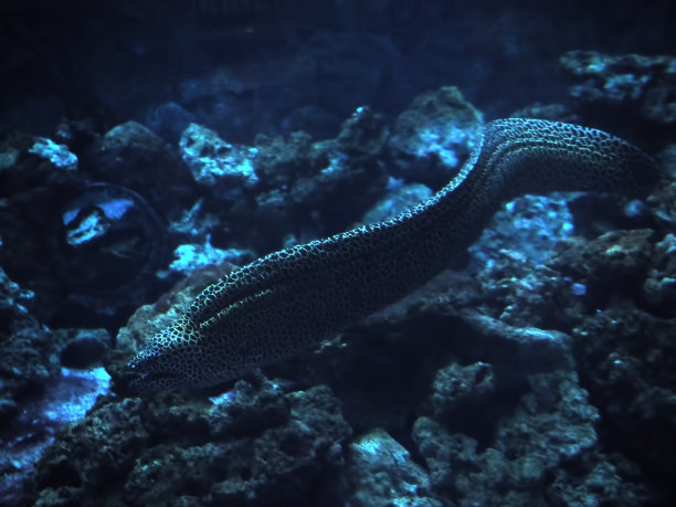 moray