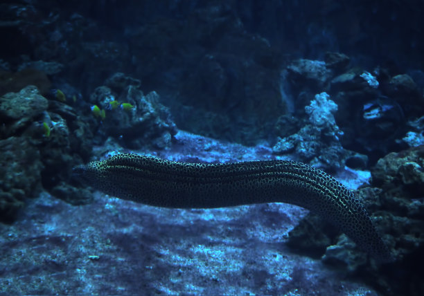 moray