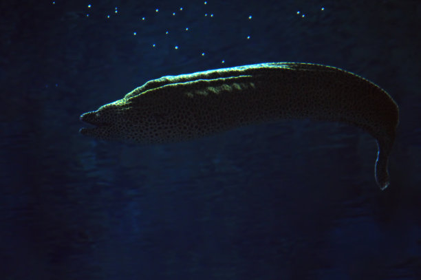 moray