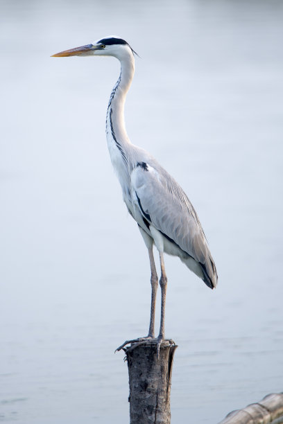 egret