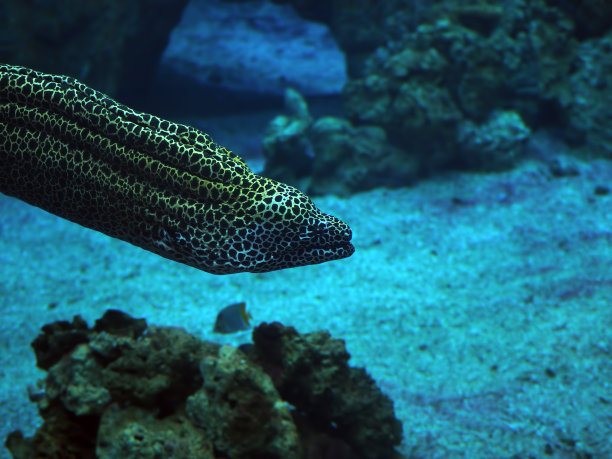 moray