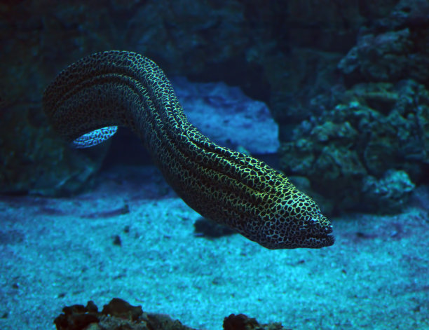 moray