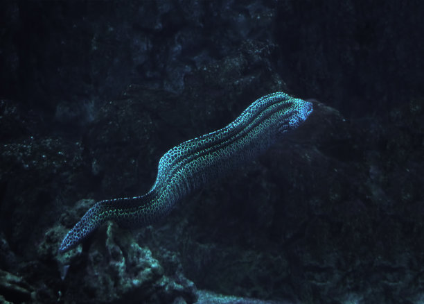 moray