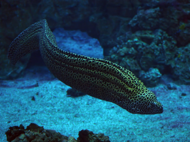 moray