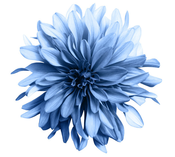 blooming