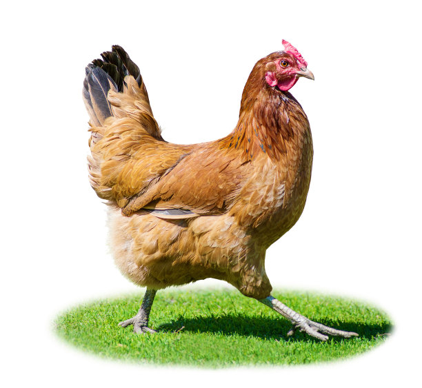 走地鸡