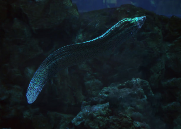 moray