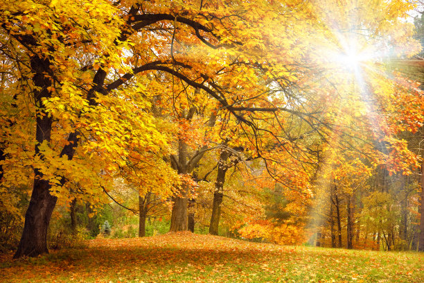 maple