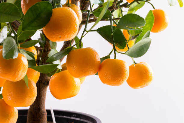 盆栽橘子